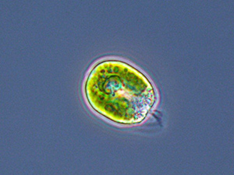 Microalgae And Bioactive Compounds Nibio